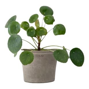 镜面草网红翠屏草铜钱草北欧风室内好养水培老桩绿植桌面盆栽好养