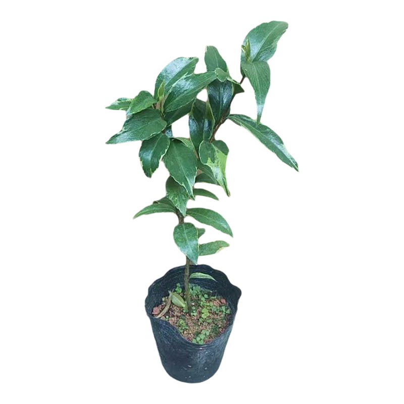 福建精品金边十八学士盆栽茶花树茶花