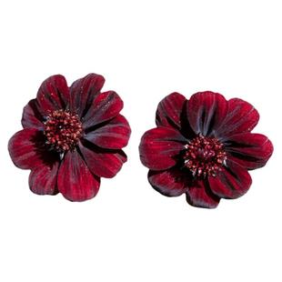 种花王大爷 巧克力秋英多年生庭院阳台花卉花园植物好养