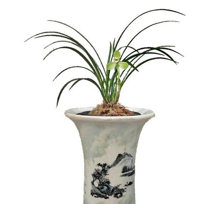 带花苞宋梅百年王者之香春兰经典