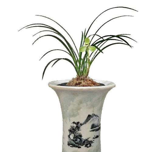 无花老种宋梅  春兰梅瓣代表 之香 叶姿飘逸洒脱春节开花