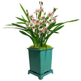 兰花苗盆栽四季兰老君荷新手好养夏带花苞出售荷瓣浓香花卉绿植