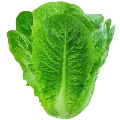 孔雀菜种子脆嫩沙拉生菜四季盆栽