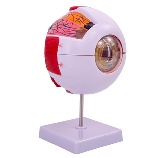 人体眼球仿真模型3倍6倍放大眼睛结构造解剖眼模型教学仪器医学