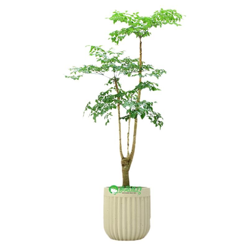 幌伞枫原生幸福树上海同城绿植
