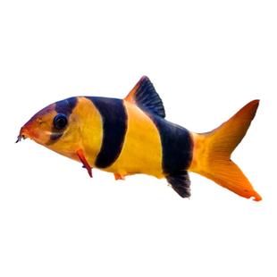 三间鼠鱼小丑泥鳅三间老鼠鱼龙鱼配鱼清缸热带观赏工具鱼活体宠物