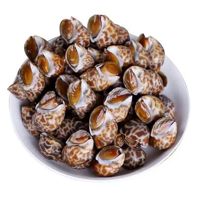 花螺鲜活鲜冻特大花螺60-80粒/斤