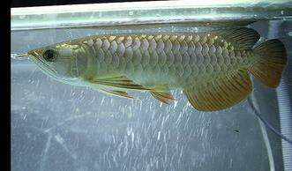 印尼纯血辣椒红龙超血红龙鱼活体鱼苗金头过背e活体观赏龙鱼欧洲