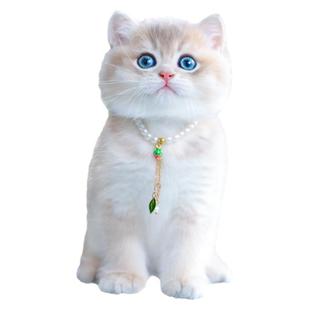 纯种蓝金渐层宠物幼猫血统英国短毛猫活体小猫活物英短猫深圳猫舍