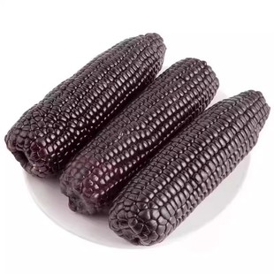 东北黑龙江黑糯玉米糯甜鲜食粘甜糯甜脆紫玉米含的玉米真空装现摘