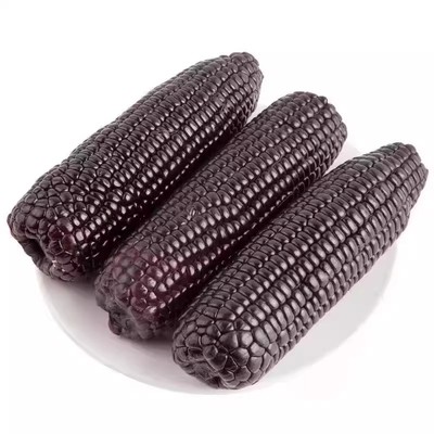 东北黑龙江黑糯玉米糯甜鲜食粘甜糯甜脆紫玉米含的玉米真空装现摘