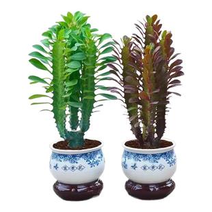 招财镇宅龙骨植物绿植花卉盆栽办公室客厅好养植物多肉玉麒麟耐旱