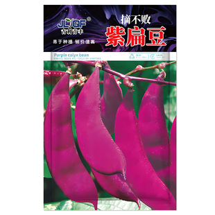 紫眉豆种子高产早熟豆角猪耳朵红紫扁豆种孑梅豆种籽爬藤蔬菜种子