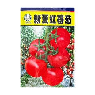 新夏红蕃茄种子中早熟大番茄种籽高产特大红果西红柿籽种蔬菜种孑