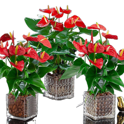 爱你一万年（鲜花）红掌白大