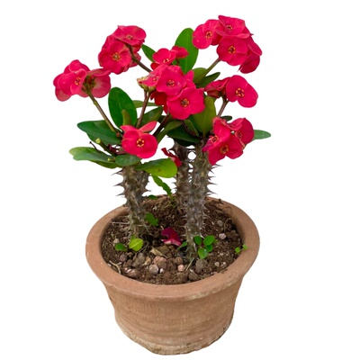 海棠花红花虎刺梅庭院开花