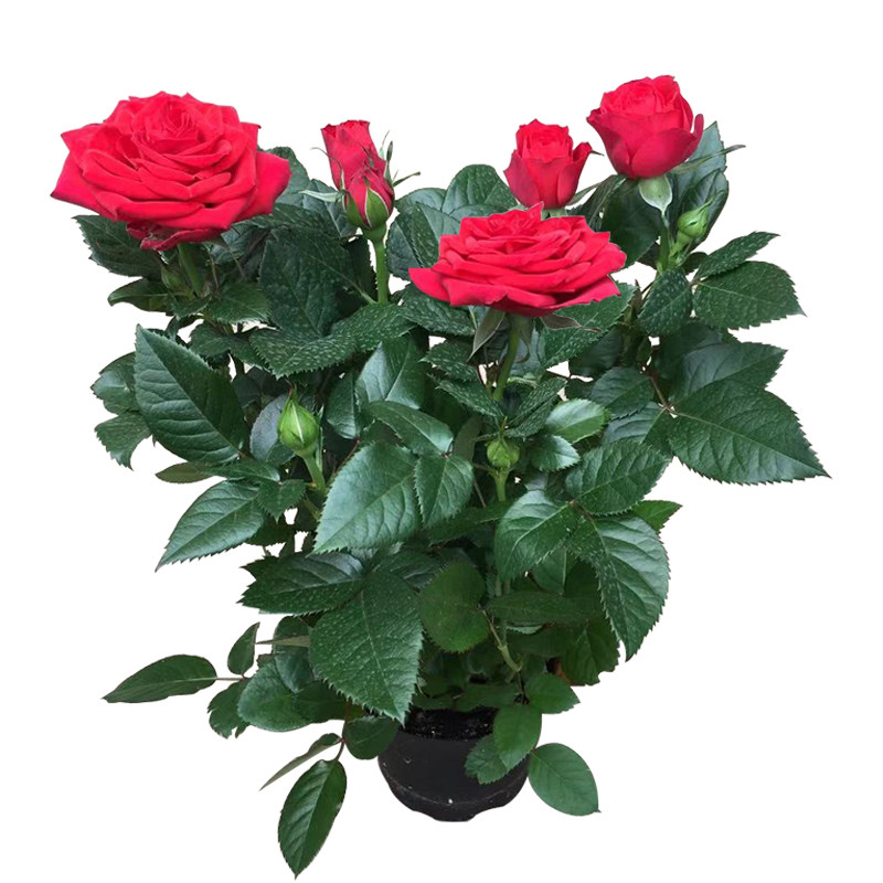 绿植盆栽阳台庭院好养月季花苗
