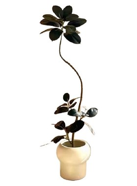 仿真绿植橡皮树黑金刚