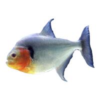 辛古水虎魚兇猛魚熱帶魚觀賞魚大型魚S屬單養(yǎng)淡水肉食性猛魚包郵
