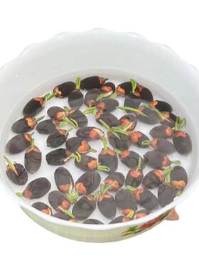 阳台小鱼池生态鱼缸睡莲池一叶莲水草水培碗莲植物荷花已开口K815