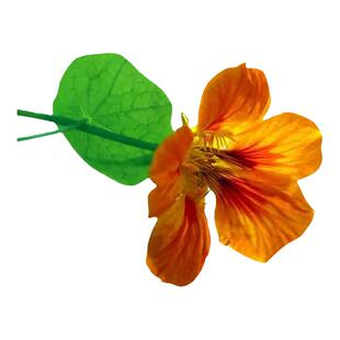 旱金莲种子旱荷花种爬藤花卉种籽孑室内花籽盆栽花种播种四季