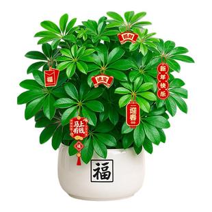 鸭脚木盆栽招财旺宅桌面盆景发财树绿植室内客厅中式禅意四季植物