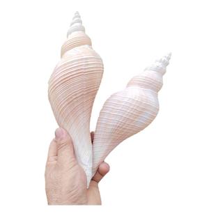 天然号角螺 大香螺 公海螺吹号 自然音响螺道士法师螺海螺贝壳