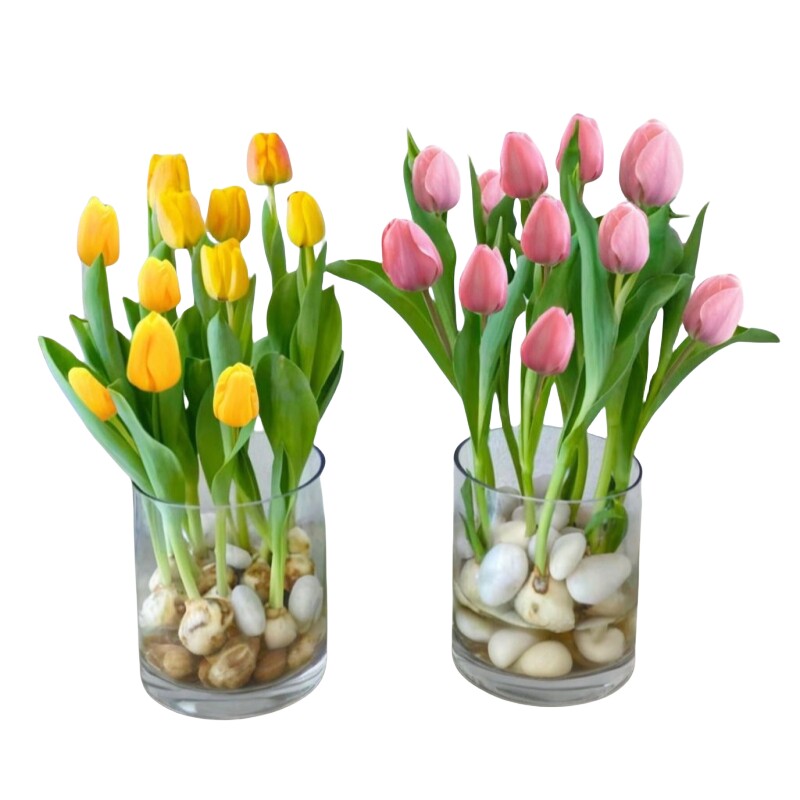 进口郁金香种球水培花卉盆栽植物室内外耐寒好养活土培郁金香种子