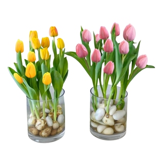 进口郁金香种球水培花卉盆栽植物室内外耐寒好养活土培郁金香种子