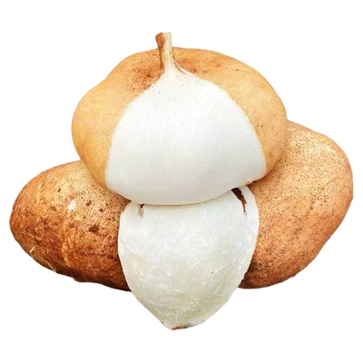 【广西凉薯新鲜现挖】产地热销！