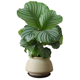 青苹果竹芋盆栽侘寂风植物客厅办公室内桌面好养花卉净化空气绿植