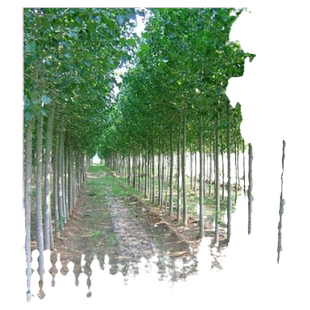 107速生无絮杨树苗 白杨树苗 河提植树造林占地树苗 3804白杨苗