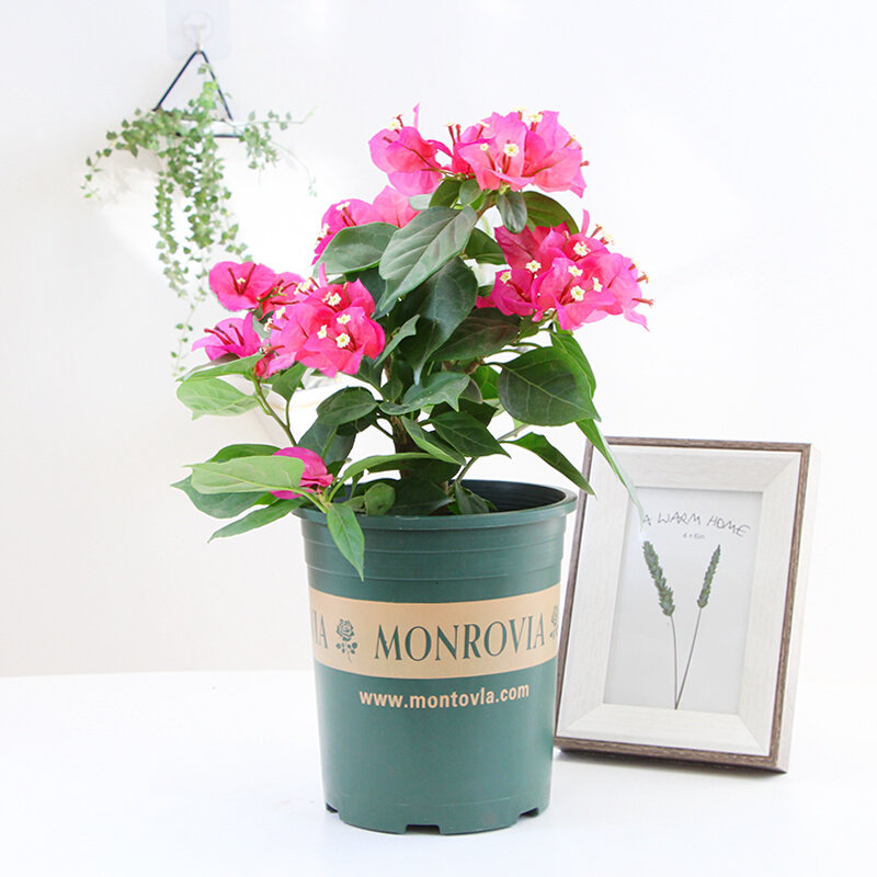 三角梅盆栽爬藤j植物老桩重瓣花卉苗带花发货室内阳台庭院耐寒,鲜花速递/花卉仿真/绿植园艺,时令草本花卉,淘宝优惠券,粉丝福利购,淘宝优惠卷