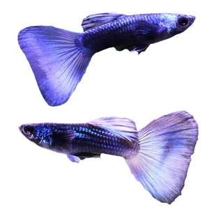 孔雀鱼纯种凤尾观赏鱼斑马灯科鱼小型热带鱼活体淡水金鱼胎生鱼苗