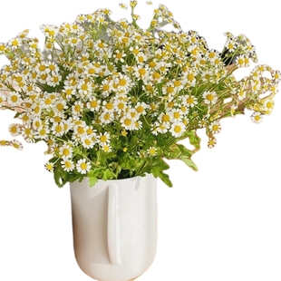 洋甘菊鲜花顺丰次日达小雏菊花束云南基地直发水培植物花卉瓶客厅