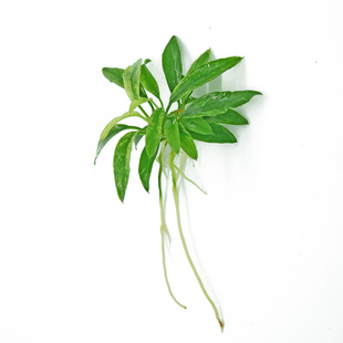 水族箱小鱼缸造景装饰阴性懒人迷你瓦利斯榕小水榕活体真水草新手