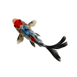 兰花草金冷淡水鱼缸好养耐活小金鱼红草金鱼长短尾草金活体观赏鱼