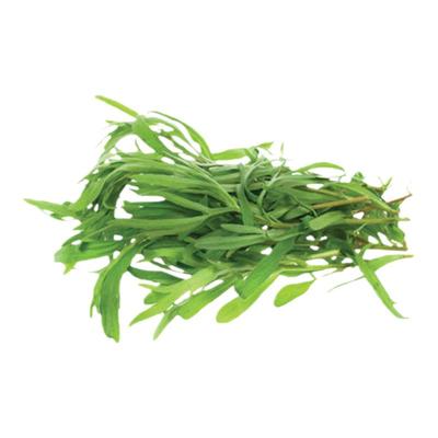 面条菜种籽大全四季野菜蔬菜籽