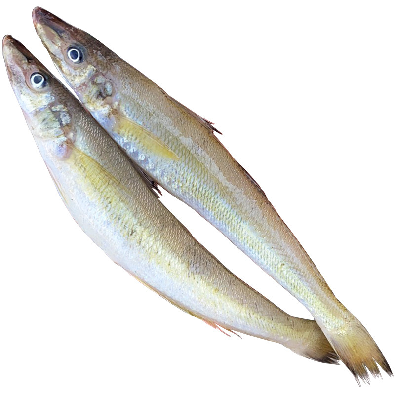 海捕沙丁鱼新鲜海鱼速冻沙尖鱼鲜鱼刺少无冰衣辅食顺丰一斤约13条