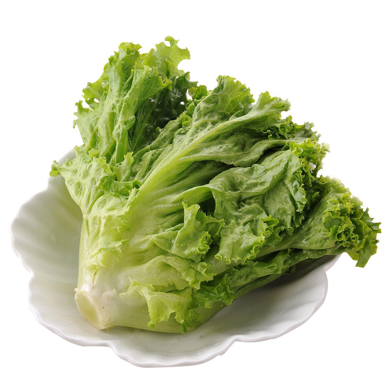 新鲜绿珊瑚绿毛罗莎生菜蔬菜沙拉
