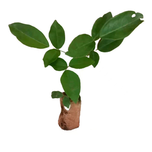 牛大力苗大中小叶品种正宗细叶种植牛古大力薯良种结薯快中药材苗