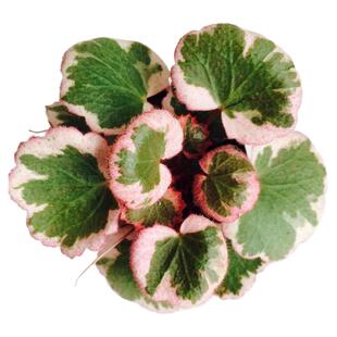 花与花器日本山野草斑叶姬虎耳草御所车七变化微景观室内绿植盆栽