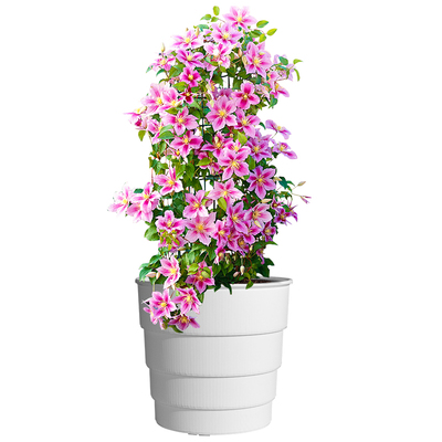 美莳铁线莲专用花盆透气防烂根