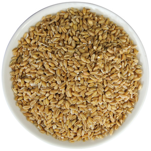 浮小麦小麦仁干瘪小麦米浮麦浮水麦浮小麦米浮小麦茶 中药材 500g