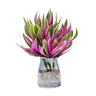 水培植物室内好养紫露兰吊兰盆栽油画婚礼花卉办公室绿植四季耐阴