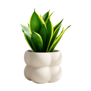 荷花兰虎皮兰绿植办公室桌面盆栽室内植物虎尾兰耐阴好养净化空气