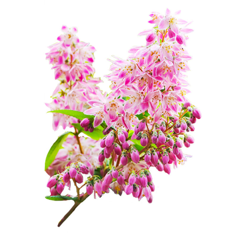 春天花瀑布溲疏海蒂的花园灌木