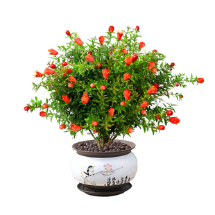 石榴花树苗盆栽植物庭院果树带花苞花卉可结果老桩树室内家养盆景