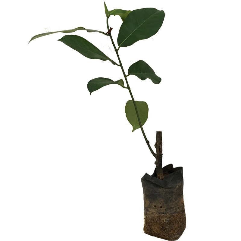 菠萝蜜苗黄肉木菠萝苗广西嫁接果苗带土带叶榴莲蜜菠萝蜜树苗包邮