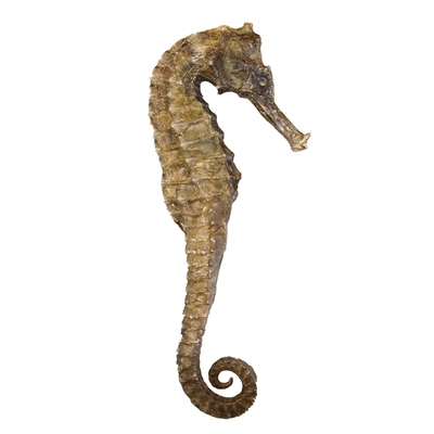 三斑海马品规齐全公母配对